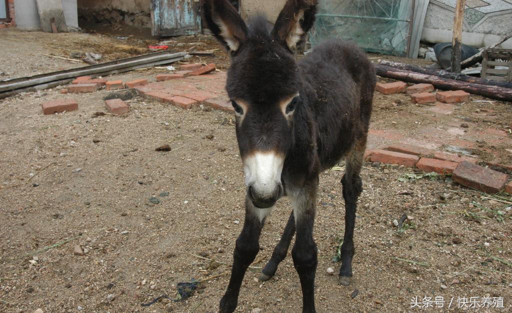 山东养驴基地的驴苗价格,驴苗一只多少钱养驴风险大不大