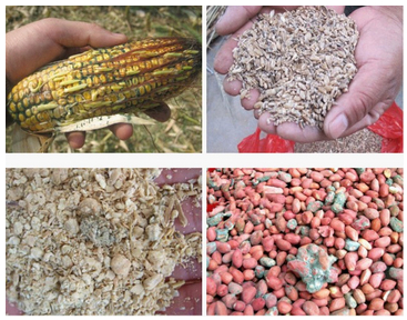 霉菌毒素对畜禽的危害,饲料中有霉菌毒素怎么办呢