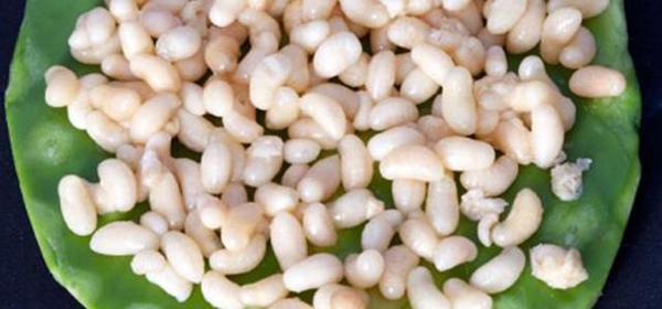 重口味！丧心病狂的人们捉摸出的吃虫*法大**