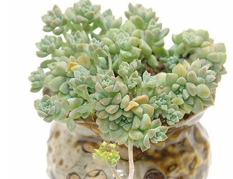 情人节送多肉咋说,多肉情人节礼物