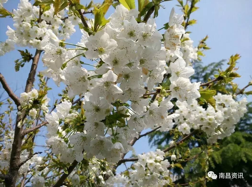 南昌出发最便宜的飞机票,南昌出发到哪里的机票最便宜