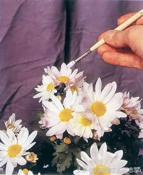 外国油画大师画牡丹视频,名家菊花油画