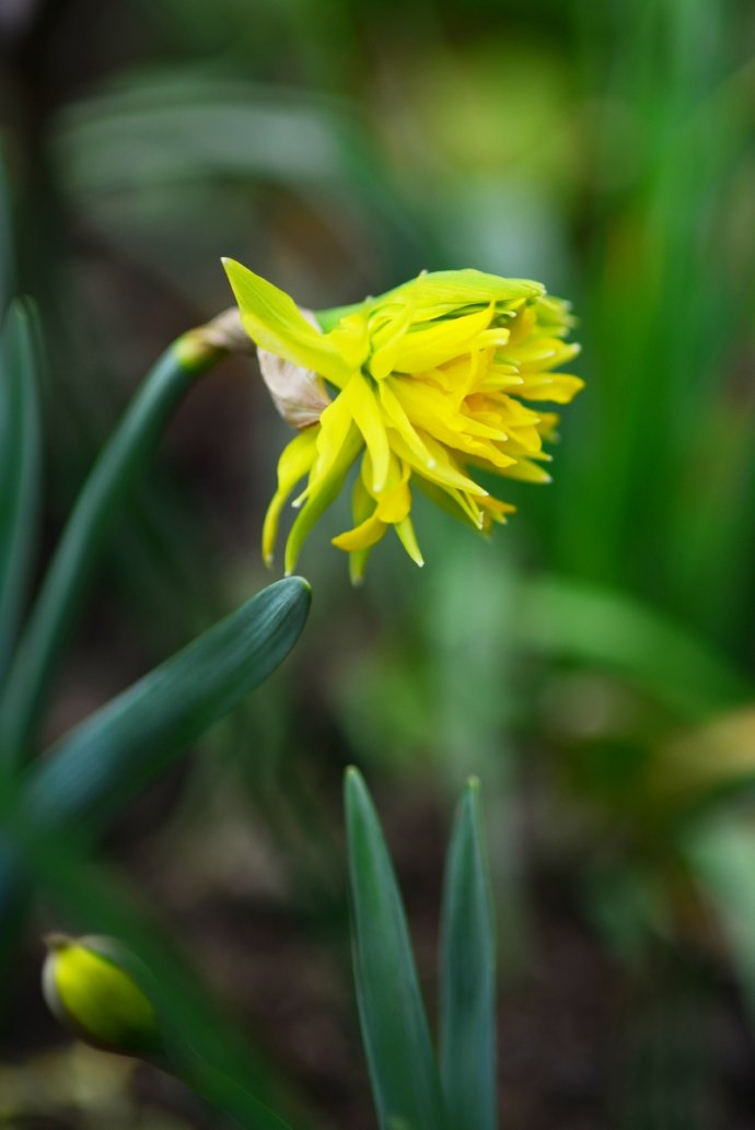 水仙花卉美图,植物水仙子图片