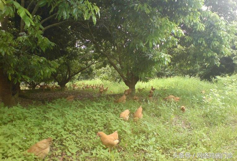 养土鸡怎么防治病,养鸡技术大全散养土鸡
