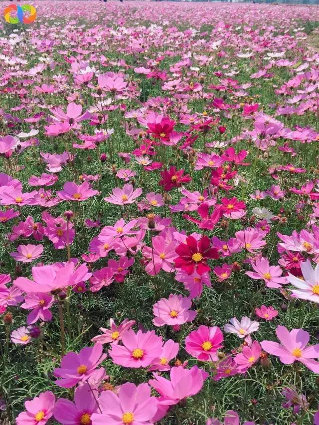 珠海走走逛逛,珠海吃喝玩乐游玩攻略