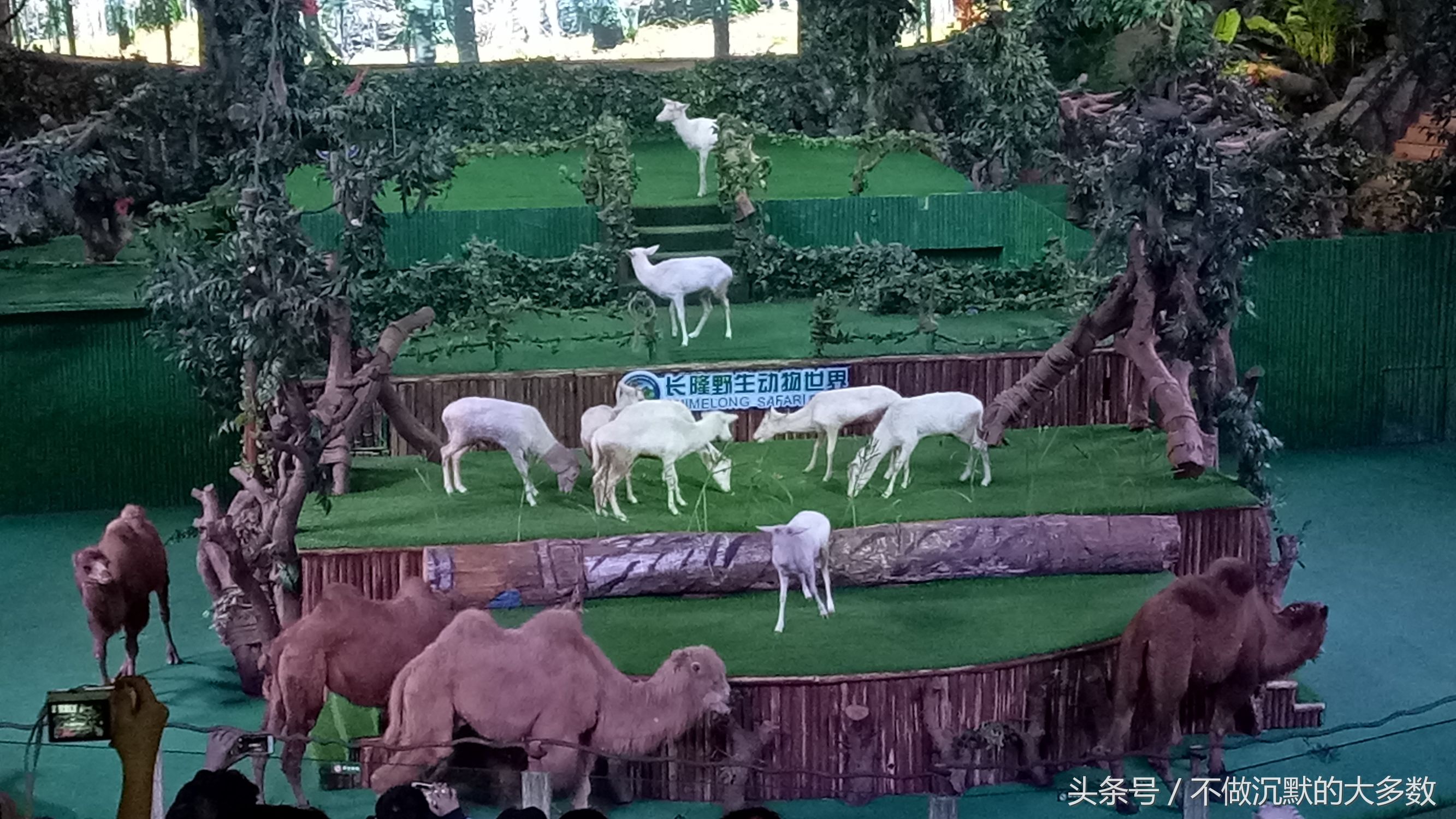 长隆野生动物园金蛇秘境有毒蛇吗,长隆野生动物园金蛇秘境怎么走