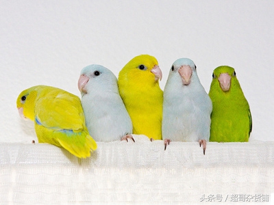 鹦鹉入门基础知识大全书,鹦鹉新手入门技巧教程