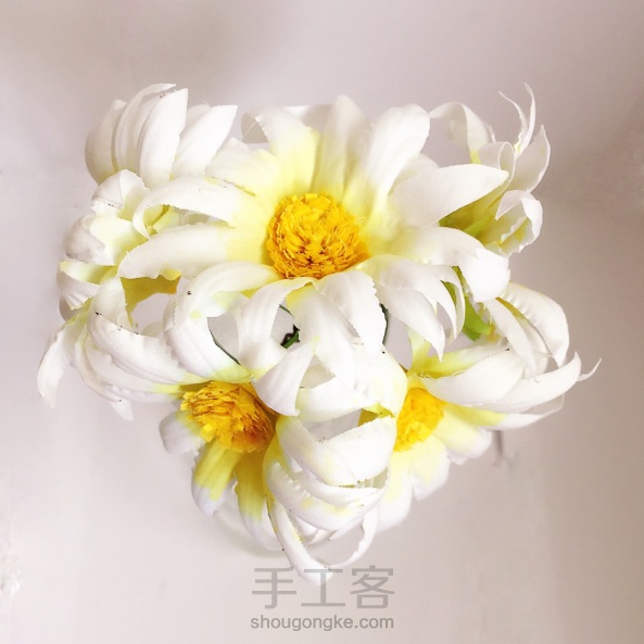 荞葭烫花-玛格丽特