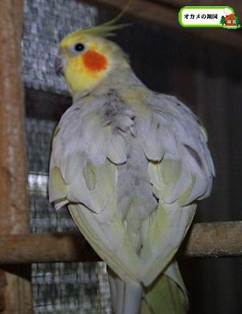 古铜玄凤鹦鹉哪个品种好,不常见的玄凤鹦鹉品种大全