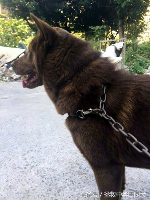 棕色中华田园犬长大的样子,深棕色中华田园犬