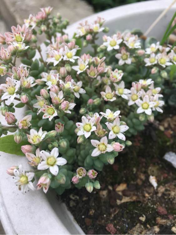 旋叶姬星美人图片,旋叶姬星美人繁殖