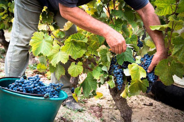 网上进口葡萄酒低价出售是真的吗,进口干红葡萄酒为什么便宜