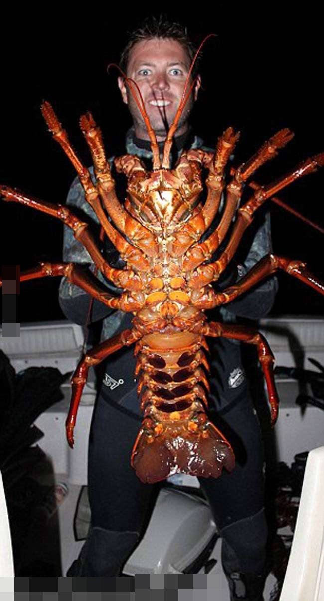 小龙虾和金毛犬,宠物巨型大龙虾