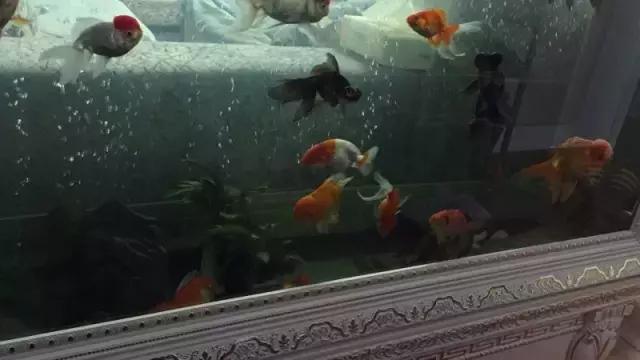 长沙人爱养什么品种的鸟,长沙人为什么喜欢养乌龟