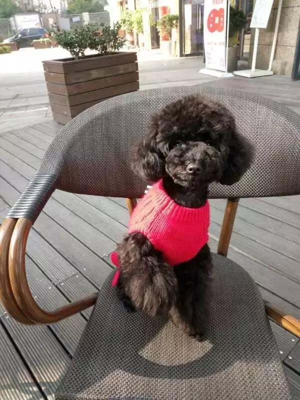 长沙人爱养什么品种的鸟,长沙人为什么喜欢养乌龟