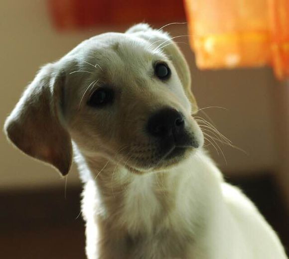 普遍的狗狗品种大全及图片,所有狗狗品种集合大全