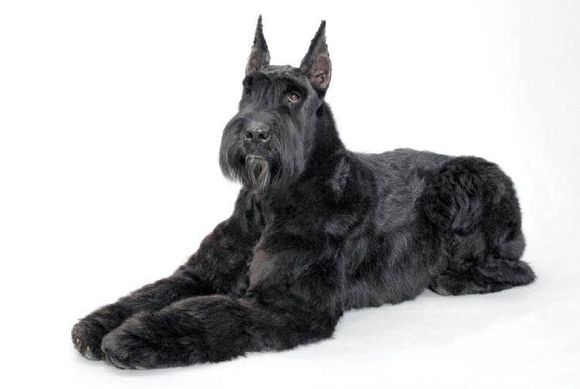 普遍的狗狗品种大全及图片,所有狗狗品种集合大全