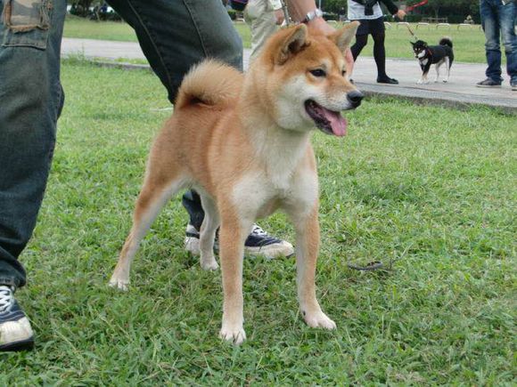 普遍的狗狗品种大全及图片,所有狗狗品种集合大全