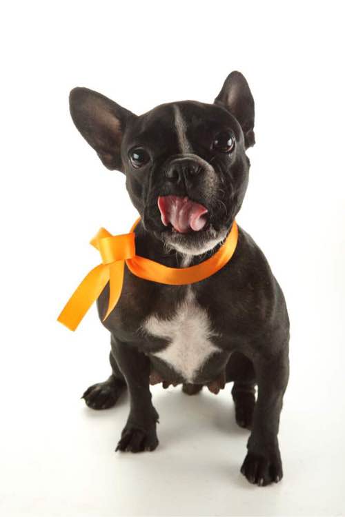 普遍的狗狗品种大全及图片,所有狗狗品种集合大全