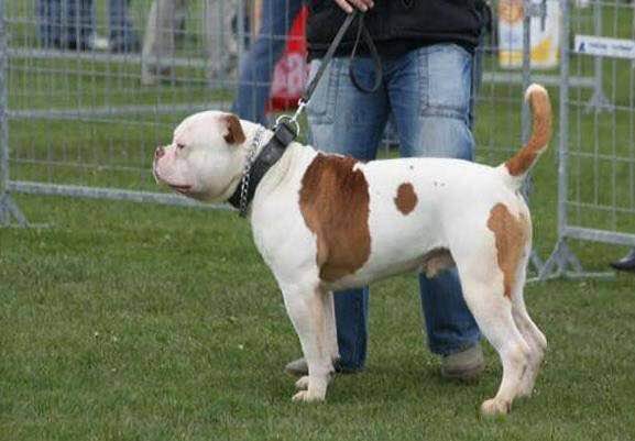 普遍的狗狗品种大全及图片,所有狗狗品种集合大全