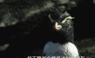 豆瓣9.7的企鹅版《无间道》，上演最萌版「原配撕小三」！