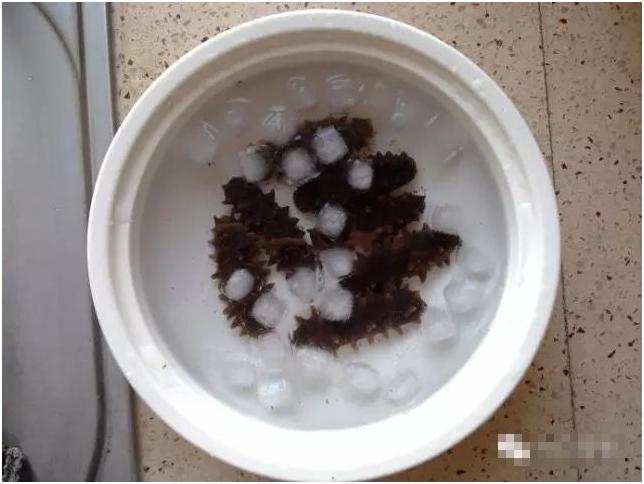 海参泡发一半有急事怎么办,想偷个懒真难