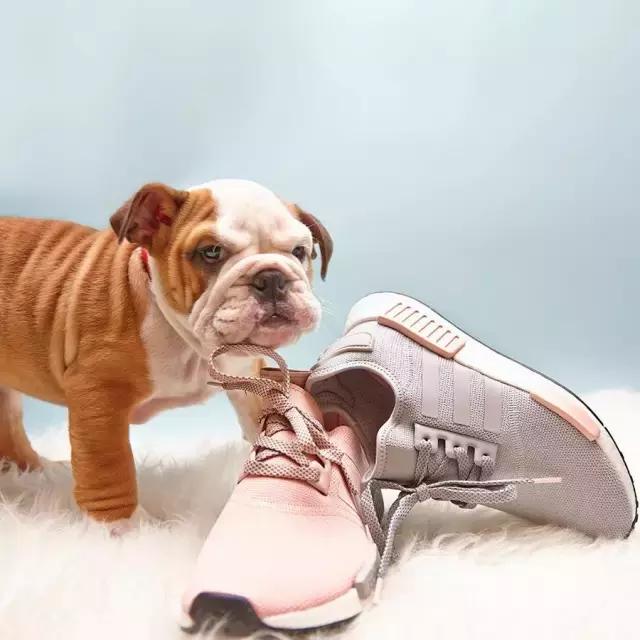 2017性价比最好的几款球鞋,今年最推荐的年度最佳球鞋