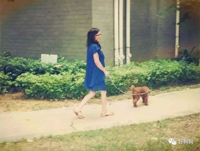 一只贵宾狗,一只贵宾犬