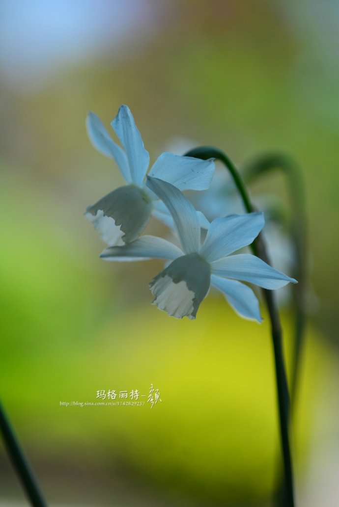 水仙花卉美图,植物水仙子图片