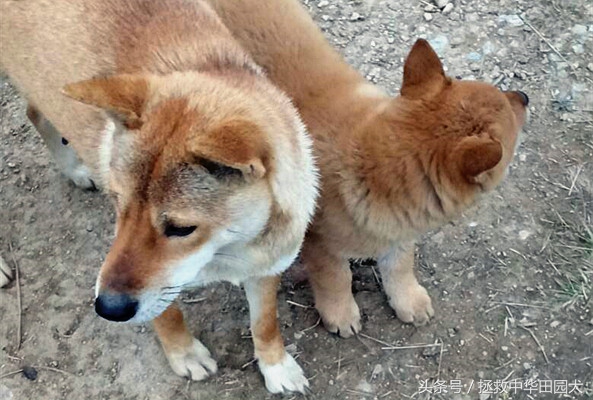 中华田园犬与东北笨狗一样吗,福建正宗中华田园犬