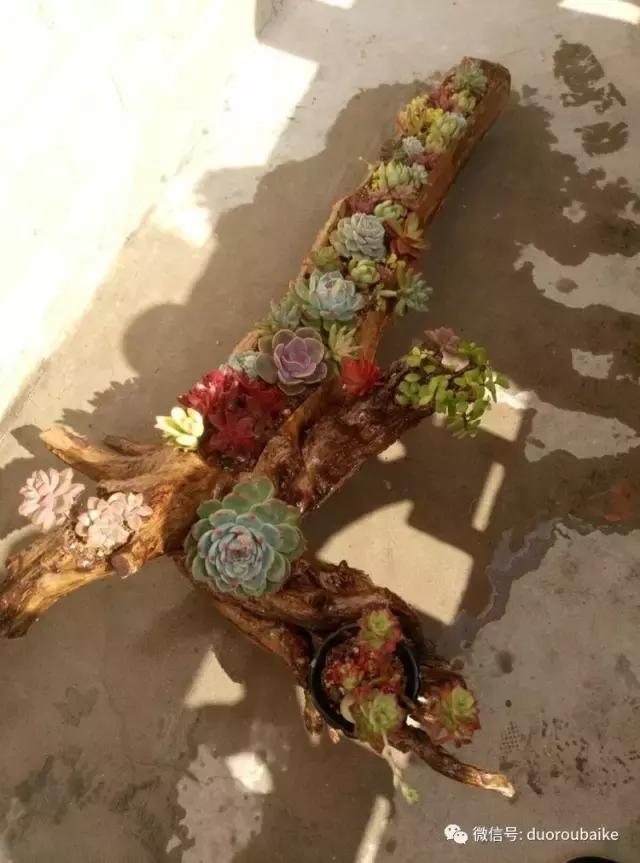 春天的多肉带给枯木新的生机，于是它们相爱了！