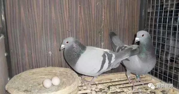 种鸽抢抱窝孵蛋而打架怎么办,霸王鸽不让其他鸽子进笼怎么办