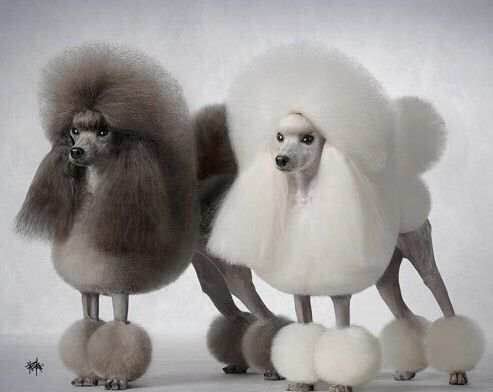 普遍的狗狗品种大全及图片,所有狗狗品种集合大全