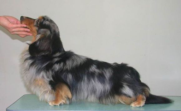 普遍的狗狗品种大全及图片,所有狗狗品种集合大全