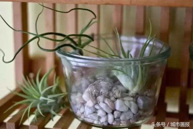 常用玻璃罐,玻璃罐哪里用的多