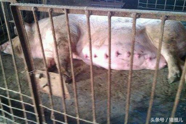 母猪怀孕日期忘记了,母猪记错日子提前十天打催产针