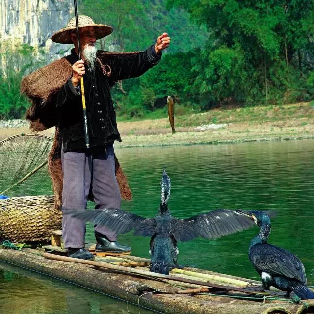 漓江上的渔鹰兄弟同弧悦黑坑上演怎样的故事？