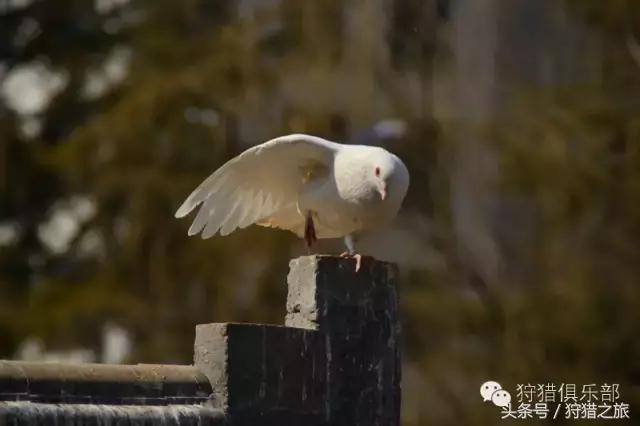 全球最具吸引力的狩猎圣地，加入高人一等的国际猎人组织！