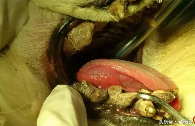 瓒呭０娉㈡礂鐗欑鍣ㄧ湡鐨勫ソ鐢ㄥ悧,瓒呭０娉㈡礂鐗欑鍣ㄩ潬璋卞悧