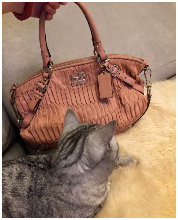 富家千金德法美加4国疯狂购物，只买了PRADA15只包，请网友们鉴定