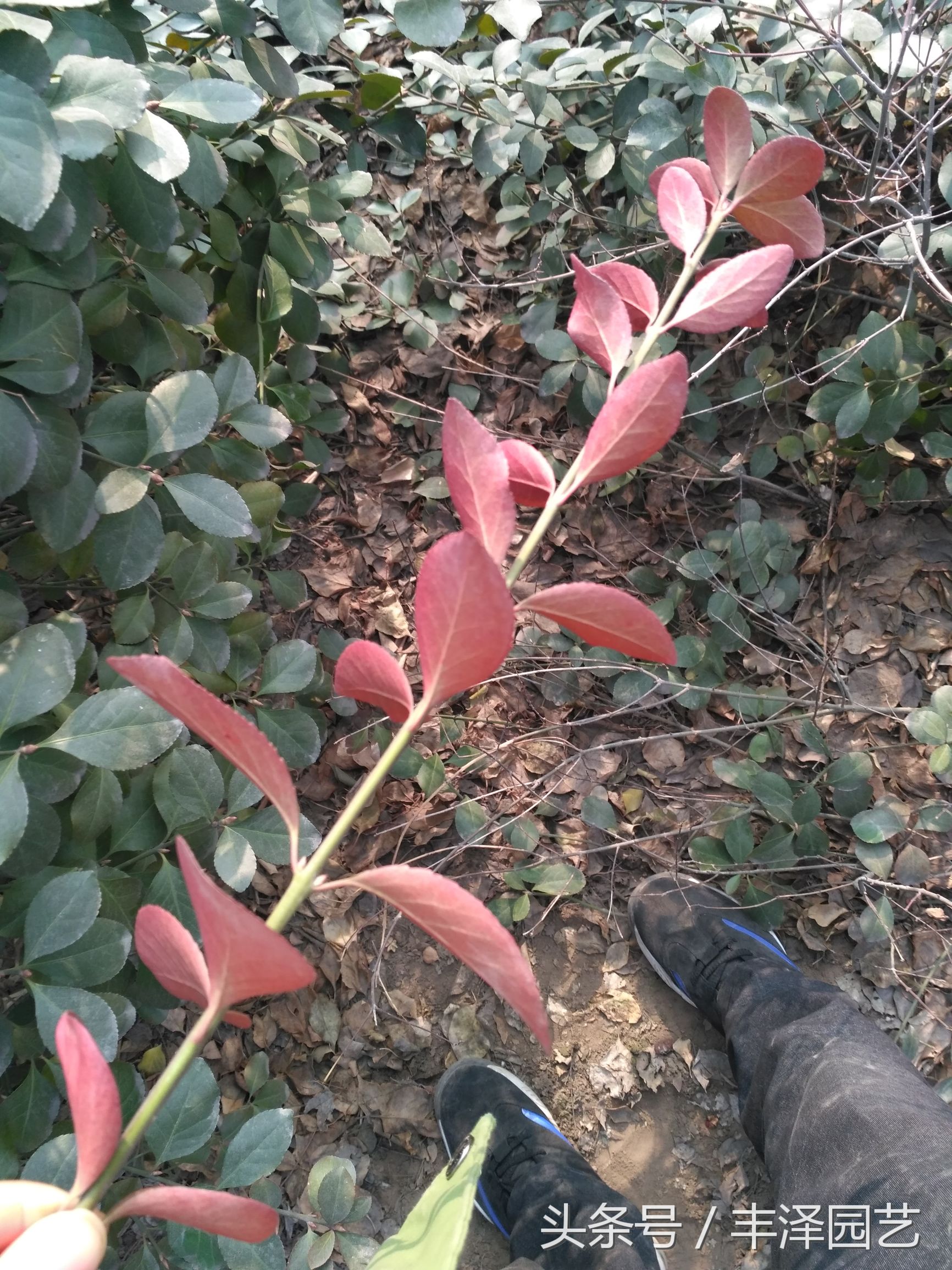 灞辫タ杩愬煄缁涘幙鑻楁湪鍩哄湴,灞辫タ缁涘幙缁垮寲鑻楁湪