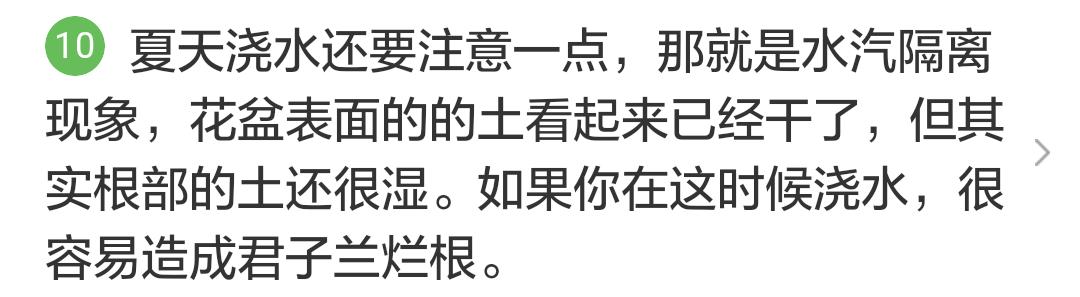 君子兰掉的小根能繁殖吗,君子兰繁殖不分盆好看吗