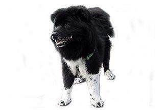 收藏狗狗的图片,收藏宠物集