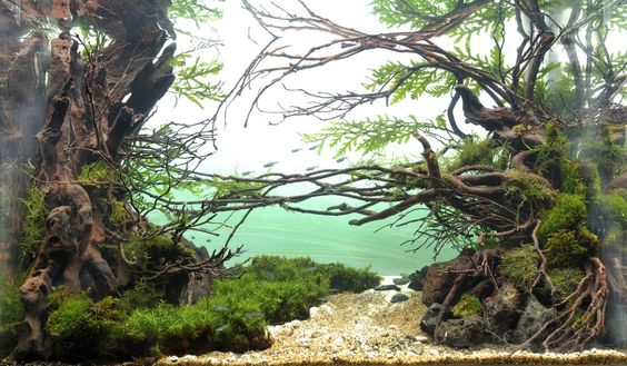 鱼缸的水草是产氧还是耗氧,水草缸和海水缸的区别