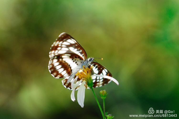 微距镜头下的昆虫视角,微距下的昆虫摄影