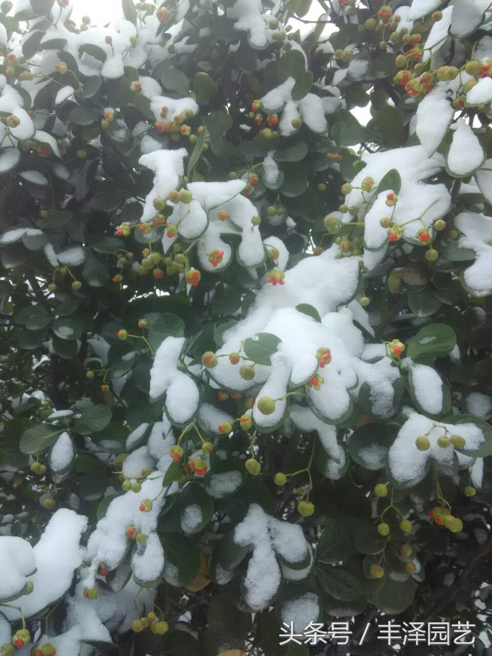 灞辫タ杩愬煄缁涘幙鑻楁湪鍩哄湴,灞辫タ缁涘幙缁垮寲鑻楁湪