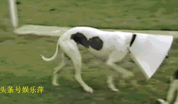 狗狗防感染头罩,一言不合就飙车原版