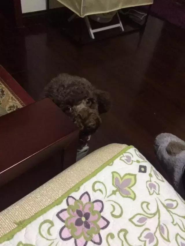 长沙人爱养什么品种的鸟,长沙人为什么喜欢养乌龟