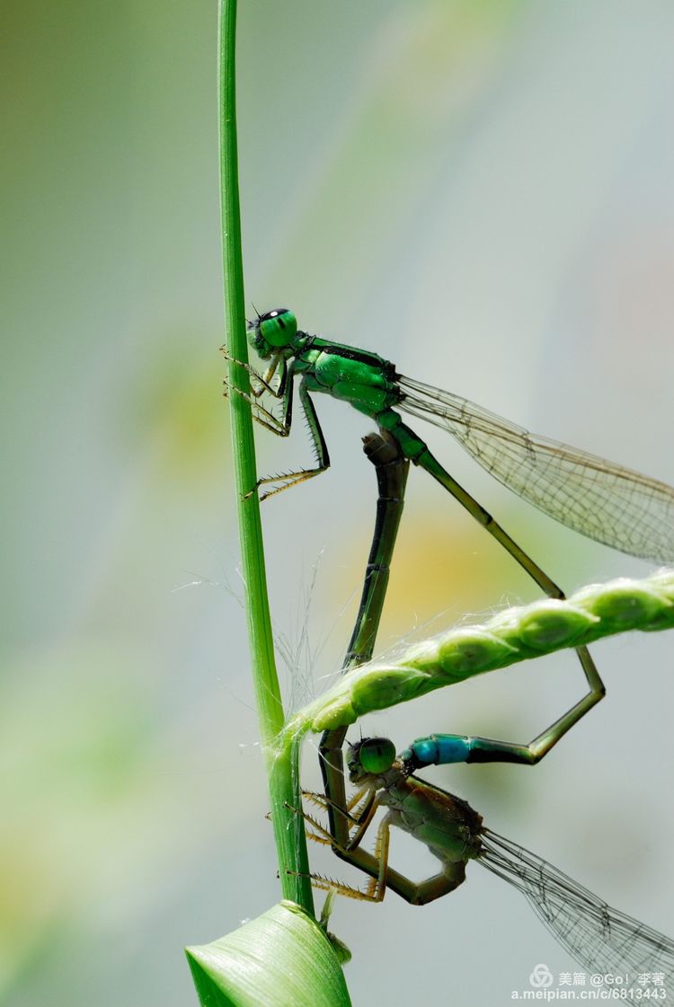 微距镜头下的昆虫视角,微距下的昆虫摄影