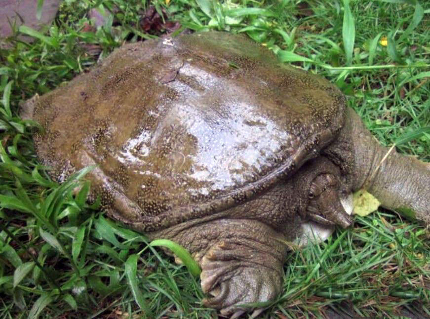 钓到放生甲鱼如何处理,钓到野生甲鱼该不该放生